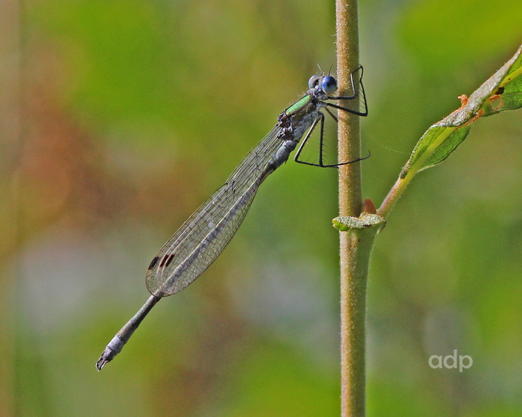 Emerald Damselfly male (Lestes sponsa) Alan Prowse - IMG_9363tqs800c L sponsa BC.jpg IMG_9363tqs800c L sponsa BC.jpg